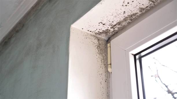 Best Black Mold Remediation in Clarksville, TX