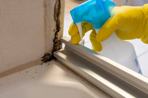 Best Attic Mold Remediation in Clarksville, TX