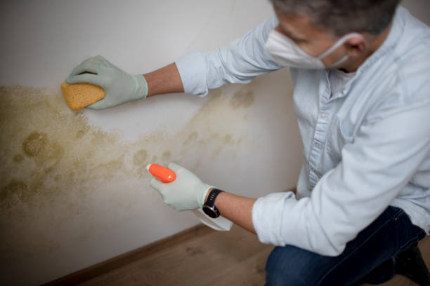 Best Emergency Mold Remediation in Clarksville, TX