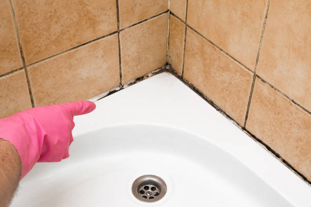 Best Emergency Mold Remediation in Clarksville, TX